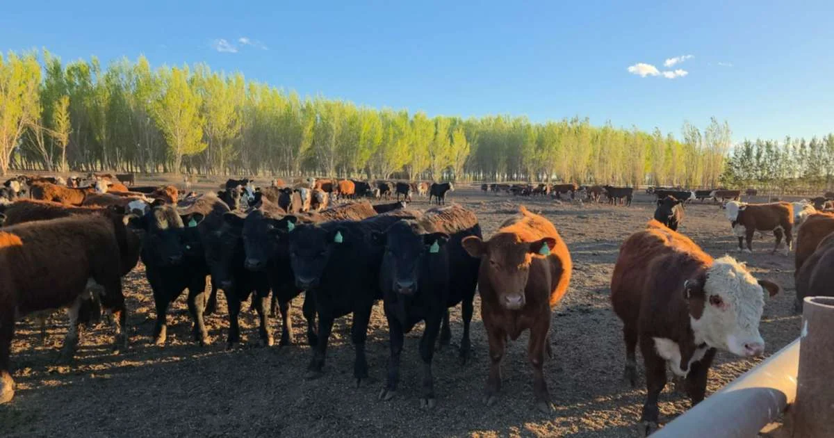 Añelo: una familia emprende en la producción de carne en la zona de Vaca Muerta
