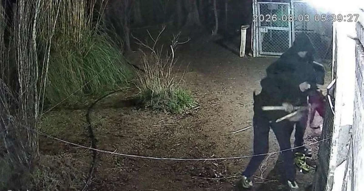 Aumentan los robos de caballos en Neuquén y los vecinos exigen más seguridad