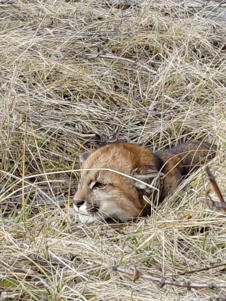 Cachorro de puma liberado tras ser encontrado cerca de una posta sanitaria