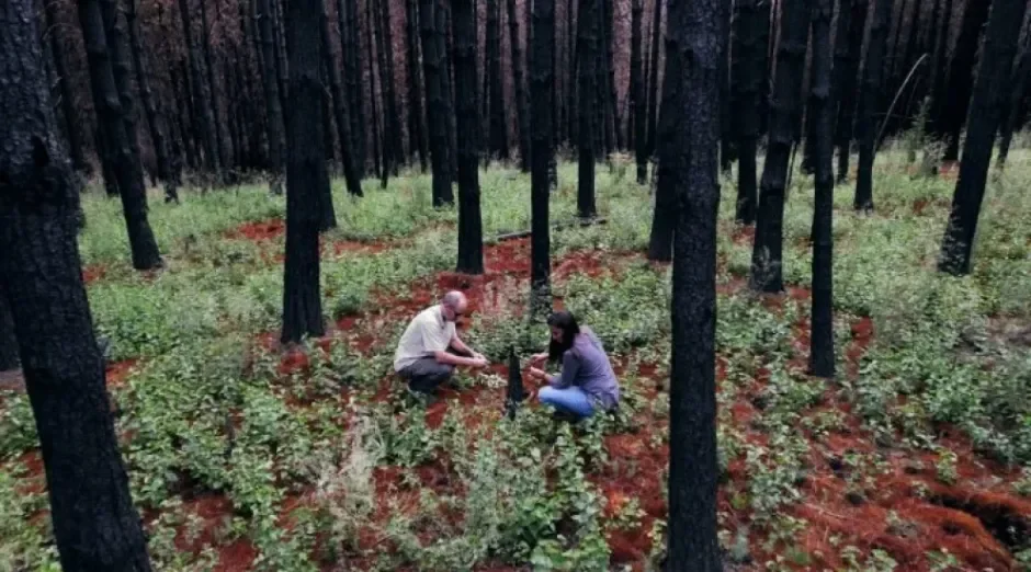 CONICET presenta una nueva serie audiovisual sobre los incendios en la Patagonia
