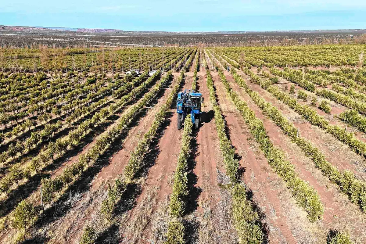 Crecimiento agroindustrial en el corazón de la Patagonia: más de 100 hectáreas en producción
