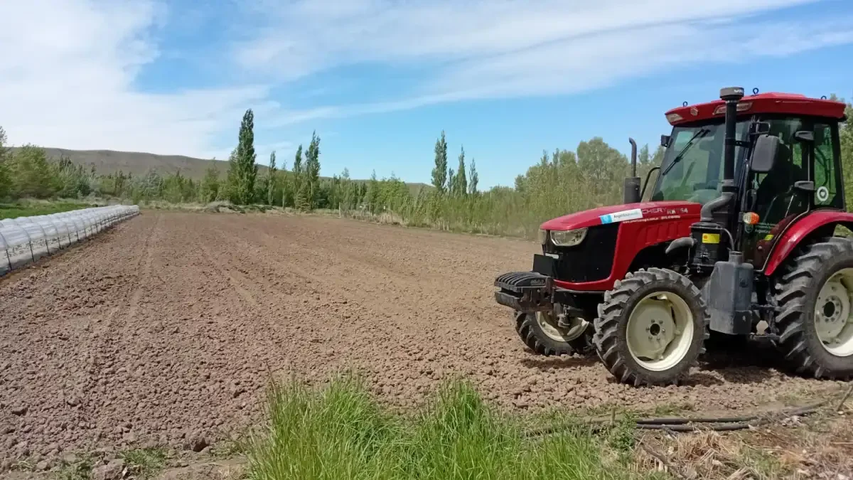 Cultivo innovador podría beneficiar la ganadería ovina en la Patagonia