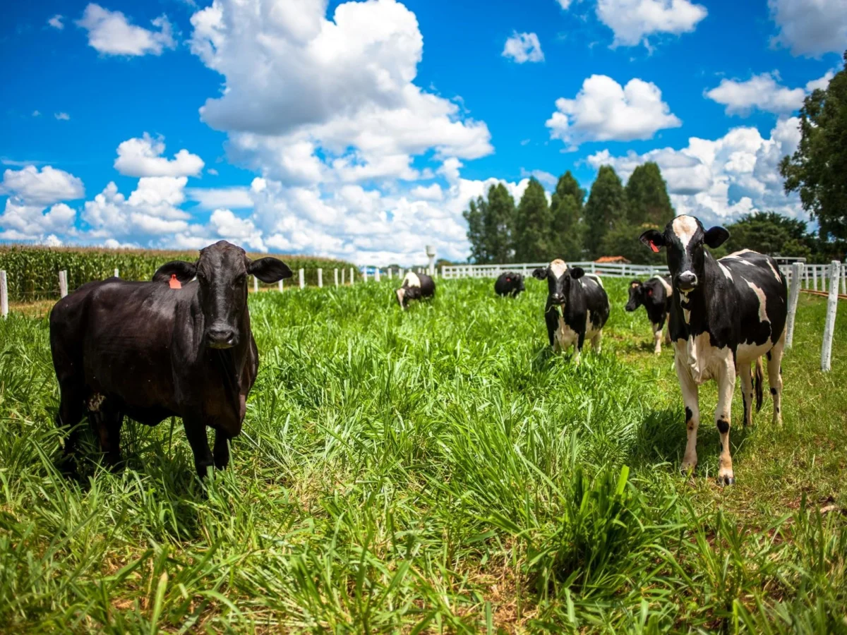 Desafíos en la producción: ¿Insumos o procesos en la agroindustria patagónica?