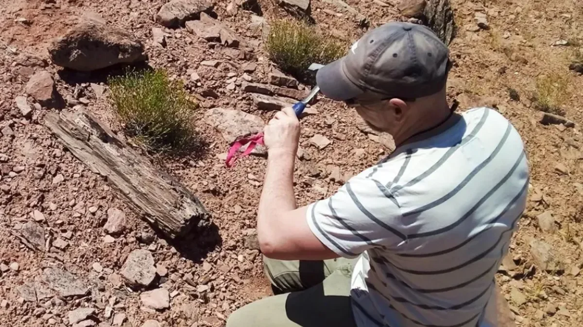Descubren en Patagonia un fósil viviente que coexistió con los dinosaurios