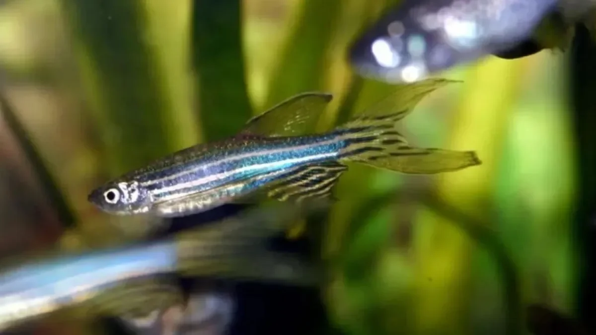 Descubrimiento genético revela la razón del insomnio en peces y su relación con el autismo