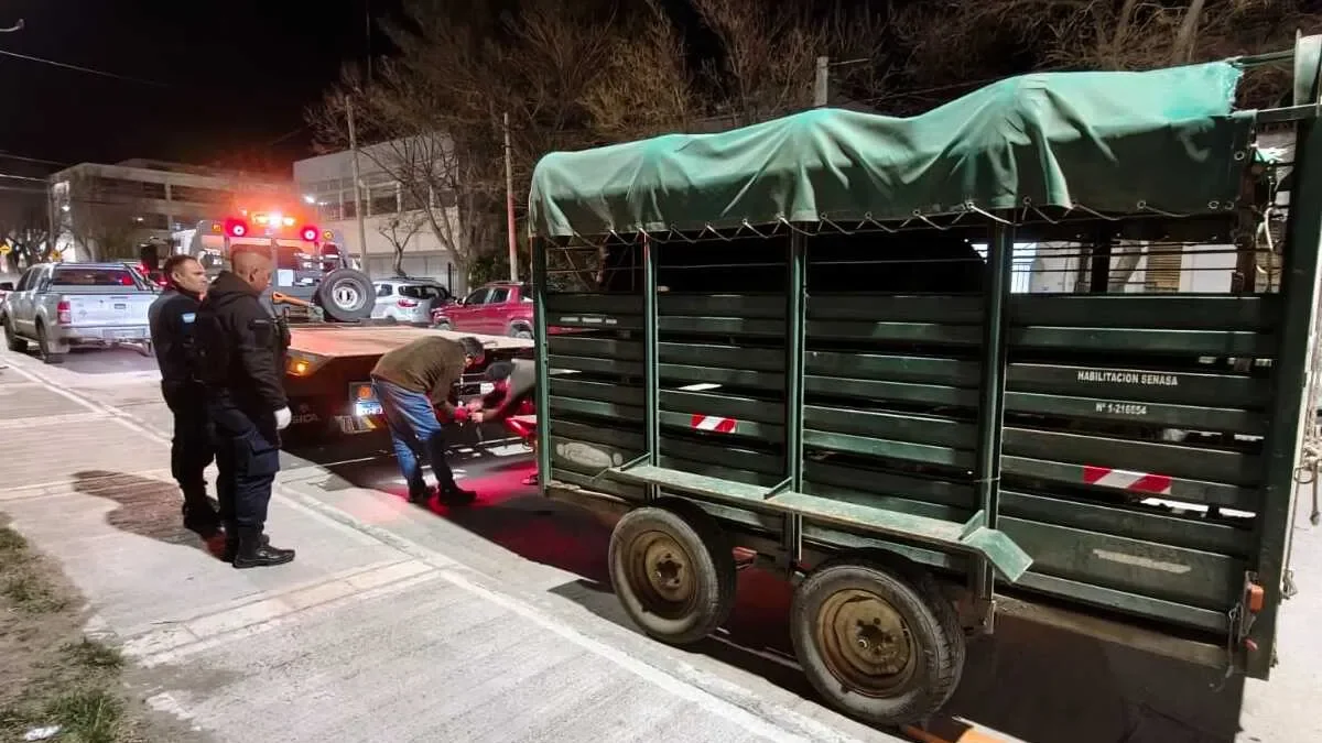 Desmantelan operativo en Zapala con 300 kilos de carne de caballo y armas incautadas