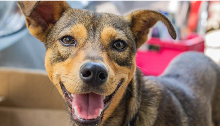 Día del Perro: un llamado a la adopción y concientización sobre el abandono