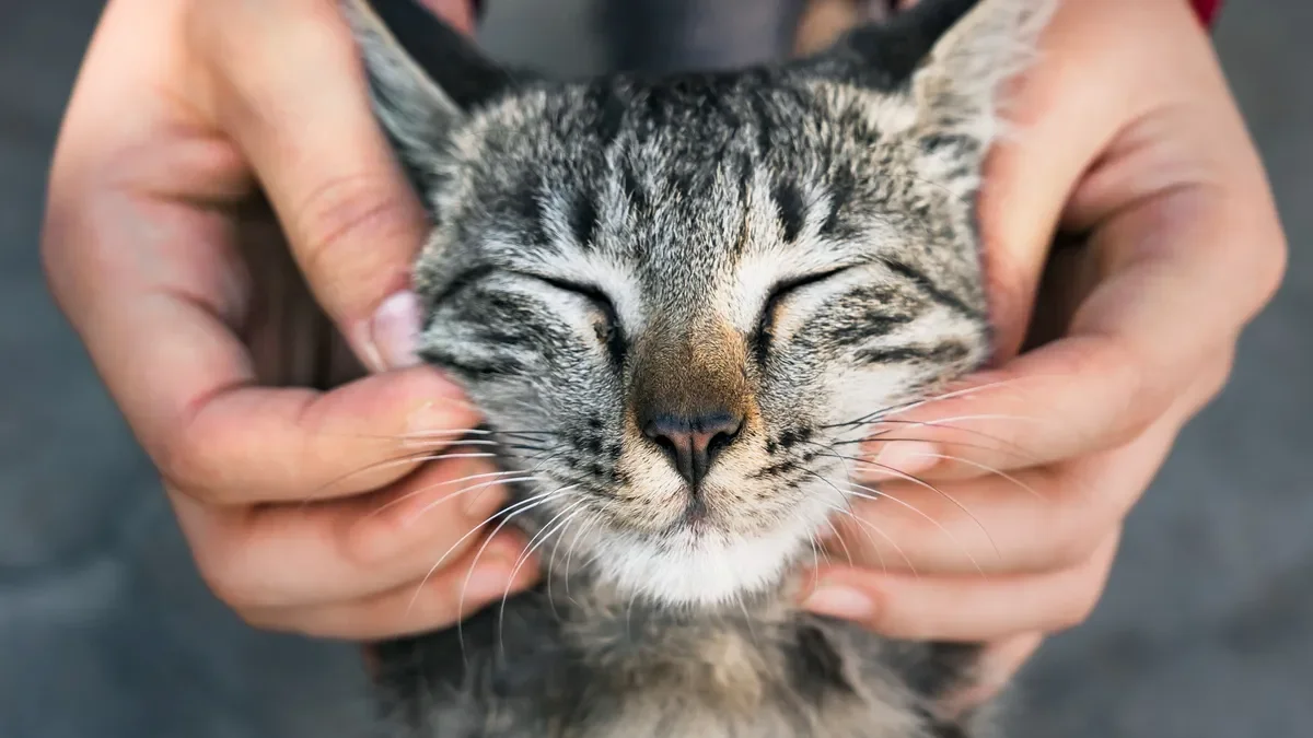 Día Internacional del Gato: Celebraciones y datos curiosos sobre nuestros felinos
