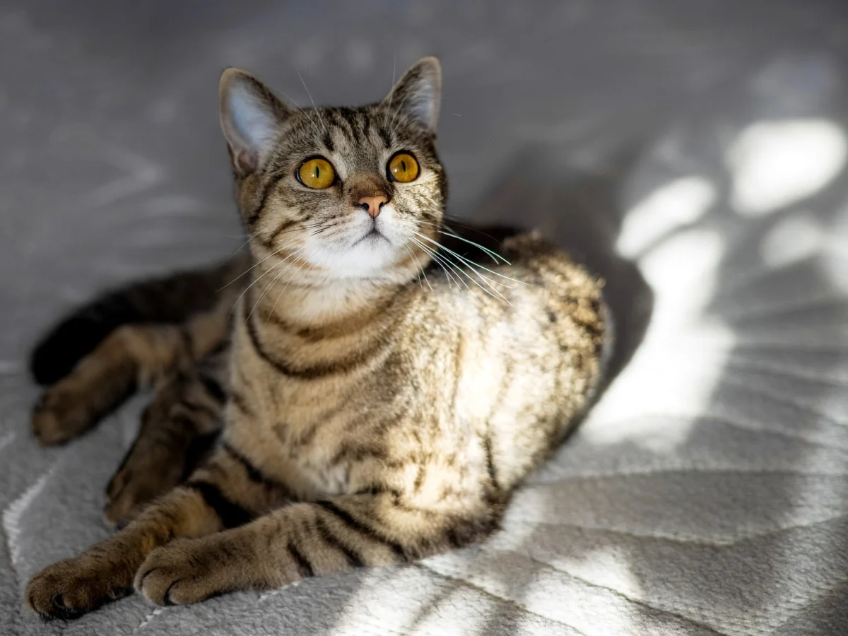 Día Internacional del Gato: consejos para mimar a tu mascota en su día especial