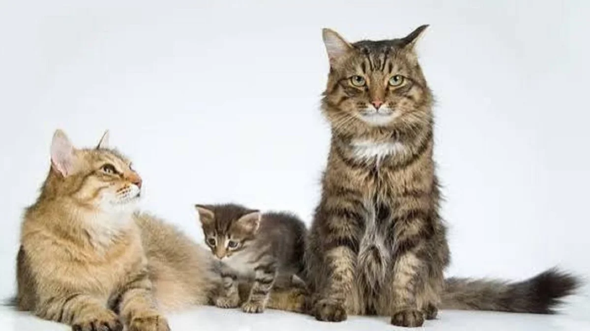 Día Internacional del Gato: consejos para un cuidado responsable y su celebración