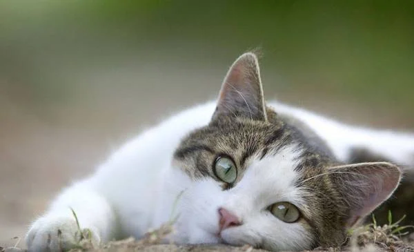 Día Internacional del Gato: importancia de su bienestar y cuidados esenciales