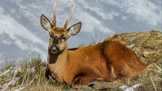 El 2° Festival del Huemul en San Martín de los Andes celebra arte y conservación del bosque
