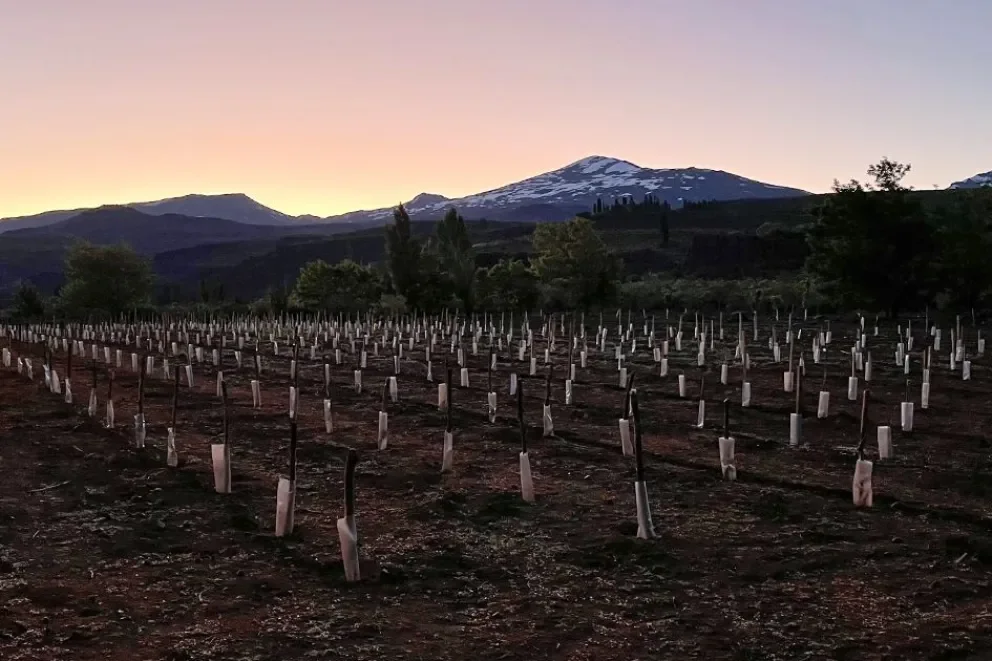 El Alto Neuquén avanza en el desarrollo de su industria del vino