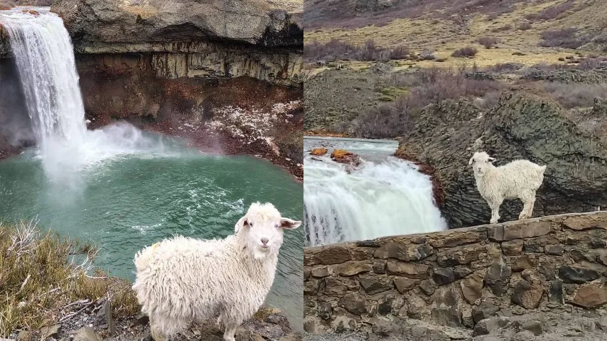 El chivo del Salto del Agrio se vuelve viral y desata teorías sobre su origen