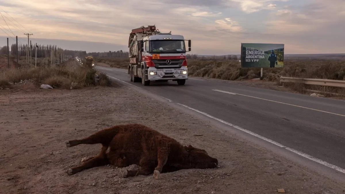 El debate viral por la imagen de una vaca en Vaca Muerta que sorprendió a todos