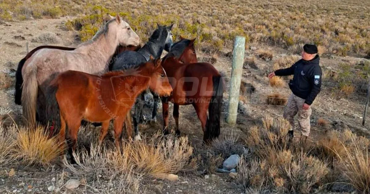 Evitan accidente en el norte de Zapala al rescatar cuatro caballos sueltos en la Ruta 40
