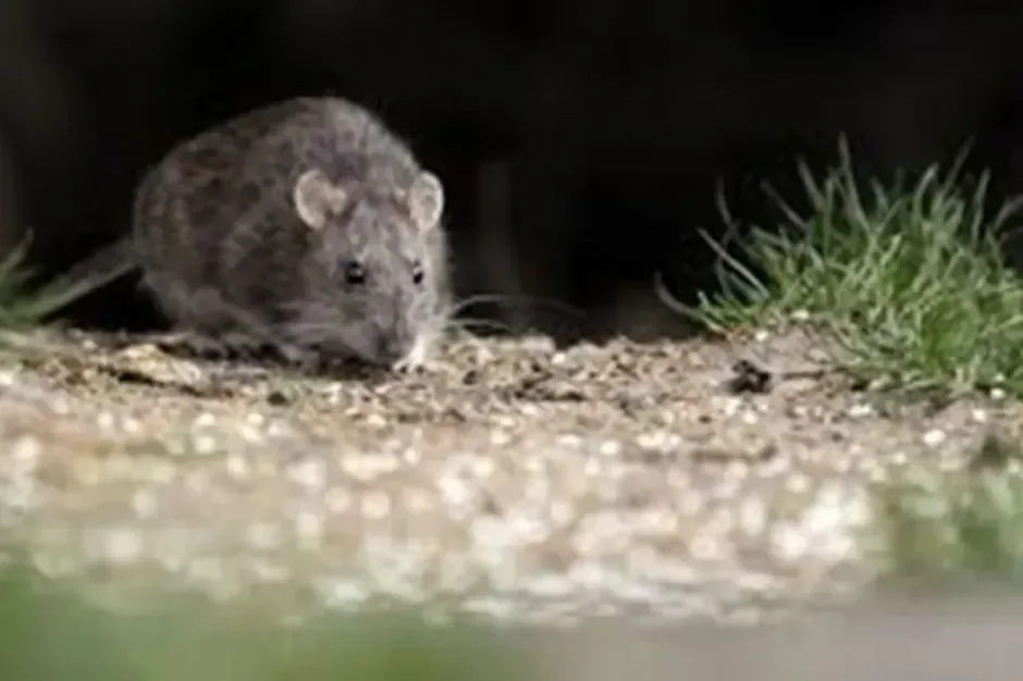 Fallece un joven de 26 años por hantavirus en la cordillera patagónica