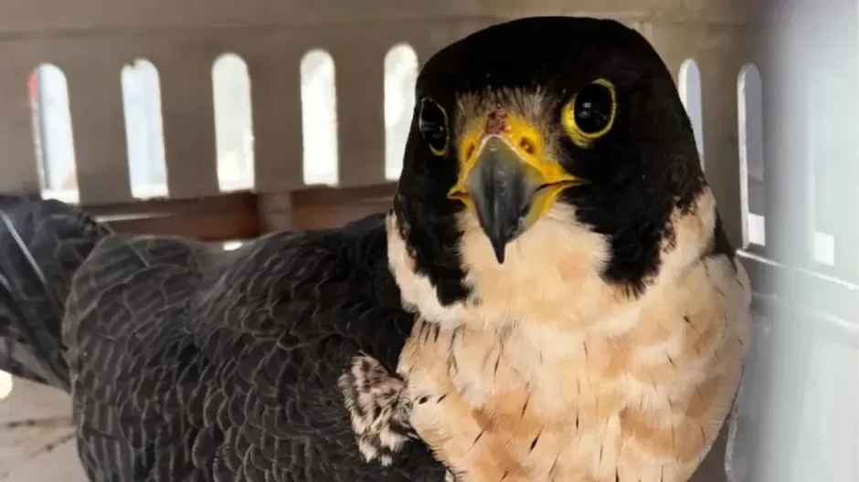 Halcón peregrino herido recupera su libertad tras exitoso rescate