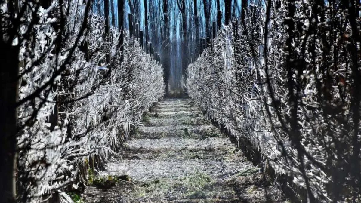 Impacto de las heladas en valles irrigados: productores reclaman por costos energéticos