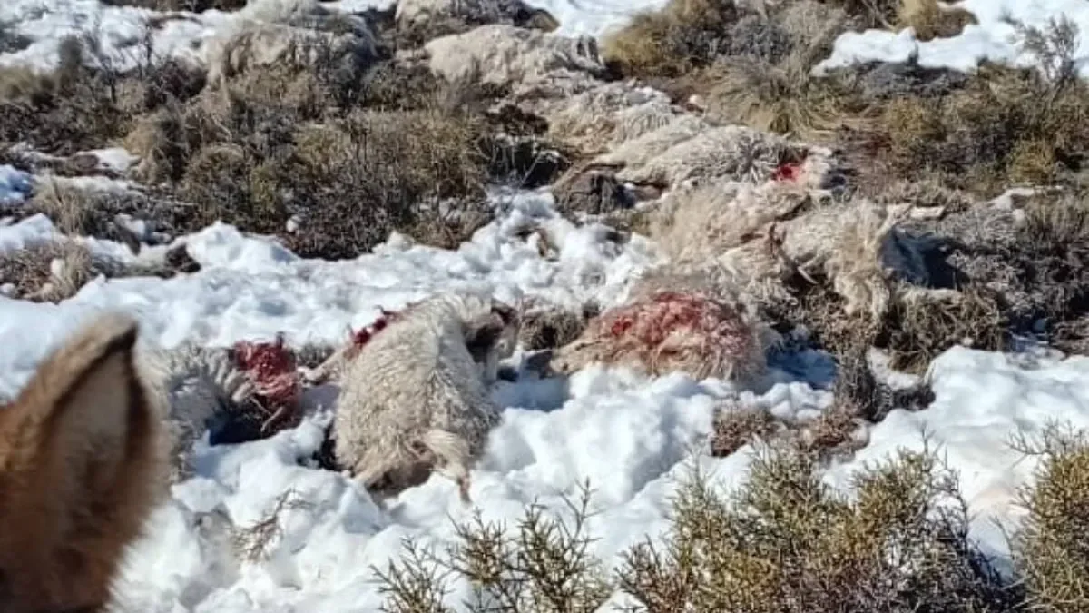 Impotencia en el campo: masacre de 110 chivos causa preocupación entre crianceros de la región