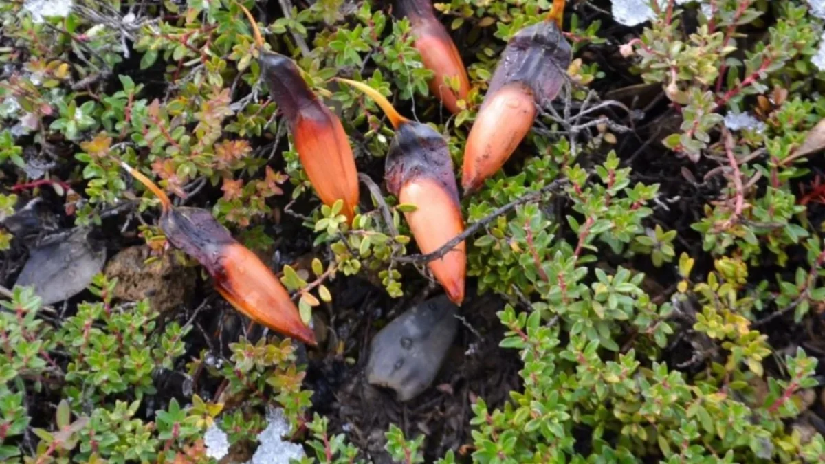 Inicia la recolección de piñones en Neuquén: una tradición que despierta el interés local