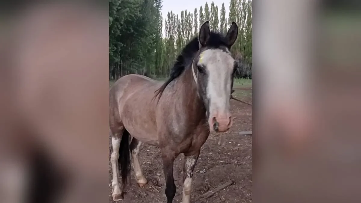 Investigan caso de crueldad animal tras hallazgo de yegua faenada con hachazo