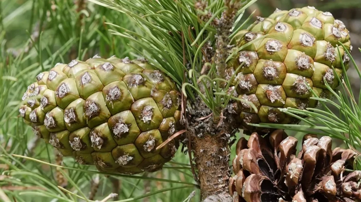 La alta demanda de un fruto seco argentino podría beneficiar a productores patagónicos