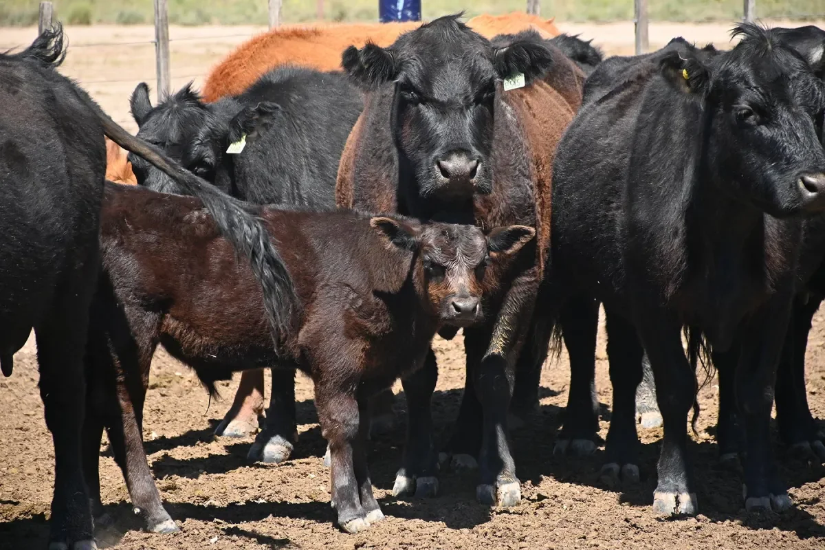 La importancia de medir resultados en rodeos de cría para la ganadería patagónica