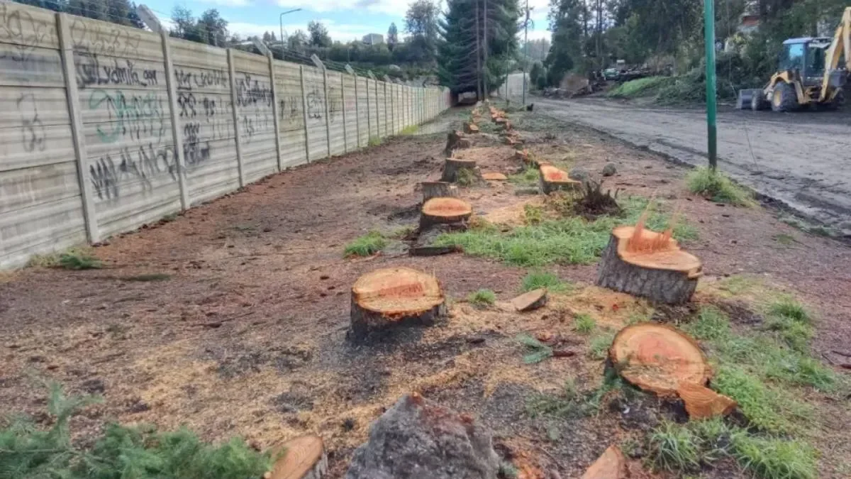 La Municipalidad aclara la controversia por la tala de pinos en una cancha local