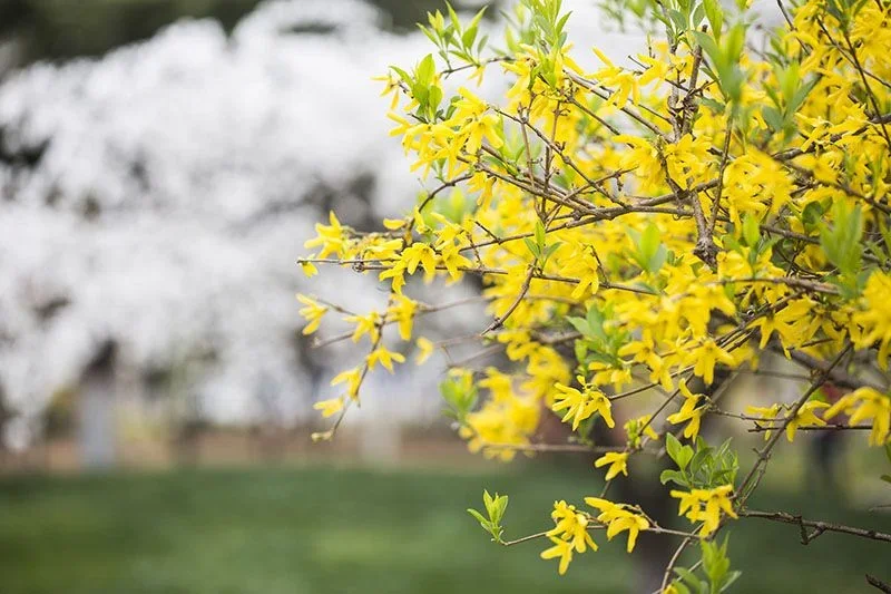 La planta invernal que transforma jardines en un espectáculo de color
