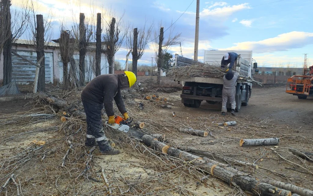 La poda avanza en Zapala: múltiples barrios se benefician con el trabajo de mantenimiento