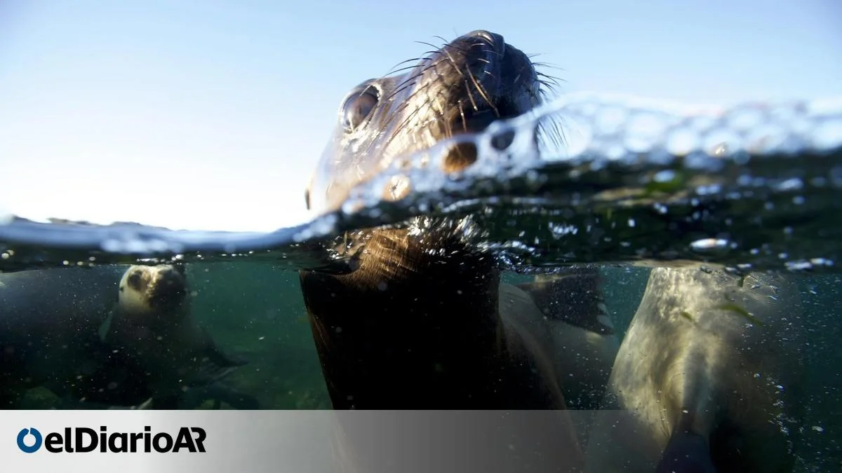 La Unesco advierte sobre el impacto ambiental del oleoducto en Vaca Muerta