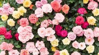 Las rosas embellecen los jardines: cuidados esenciales para un verano florido
