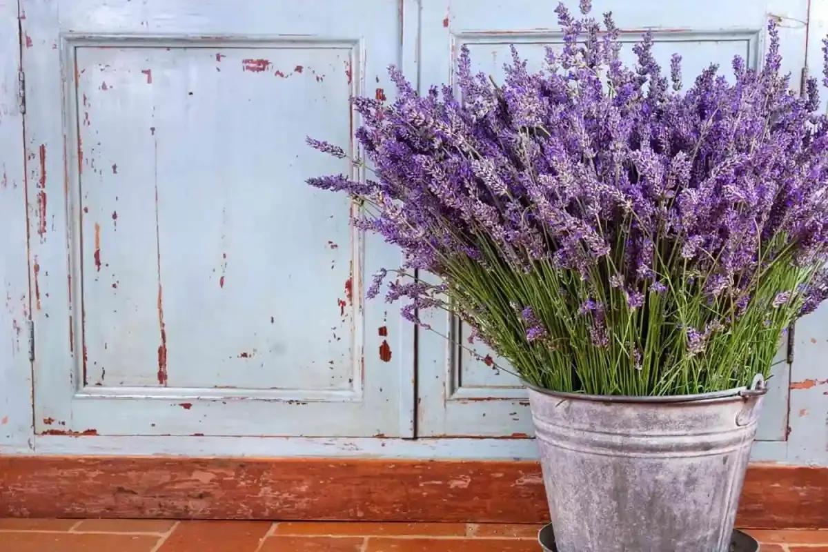 Lavanda invernal: cómo esta planta rústica embellece los hogares patagónicos
