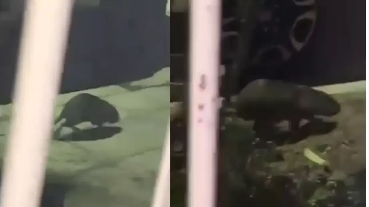 Misteriosa aparición de un animal en barrio Sapere despierta curiosidad entre los vecinos