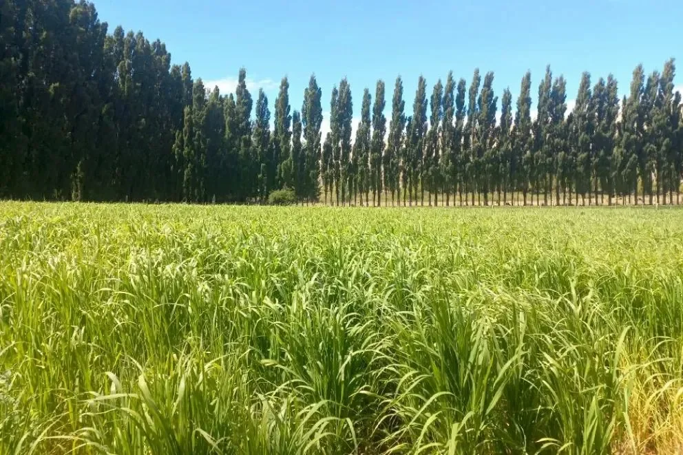 Neuquén avanza en un ambicioso plan de riego que beneficiará a miles de hectáreas