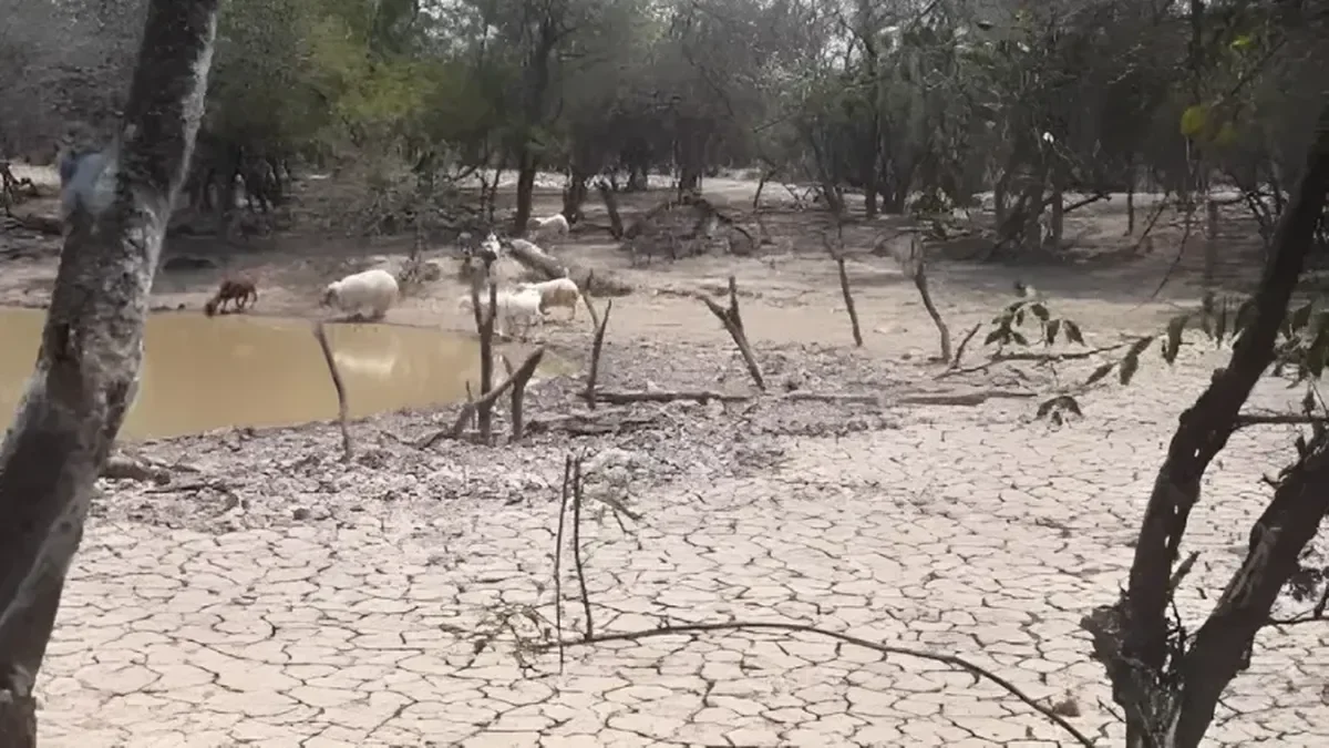 Neuquén enfrenta emergencia agropecuaria: sequía afecta a productores locales