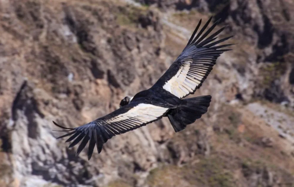 Neuquén realizará un nuevo Censo Simultáneo de Cóndor Andino