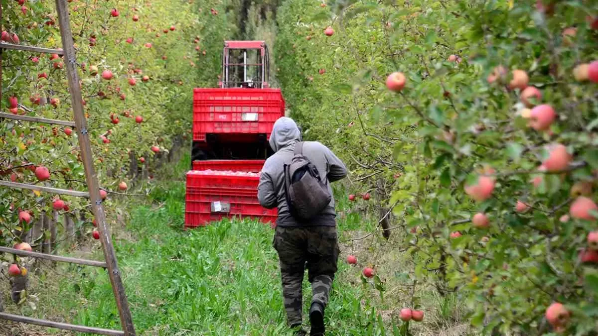 Neuquén reduce impuestos y costos energéticos para potenciar la producción agrícola