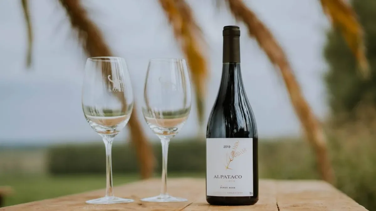 Noche de Pinot Noir en Neuquén: una celebración de gastronomía y música en vivo