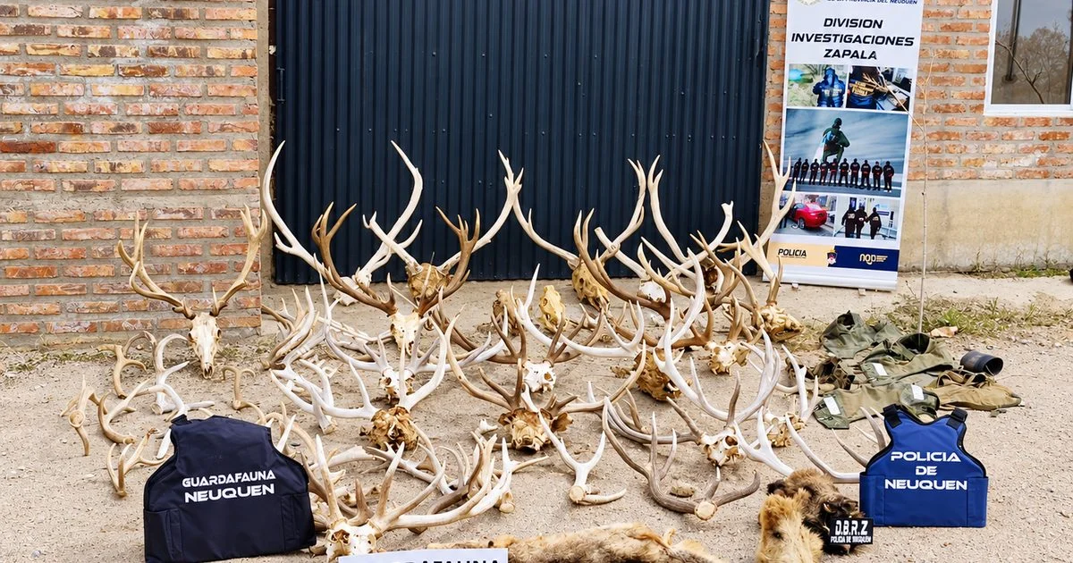 Operativo en Zapala desarticula red de tráfico de armas y trofeos de caza
