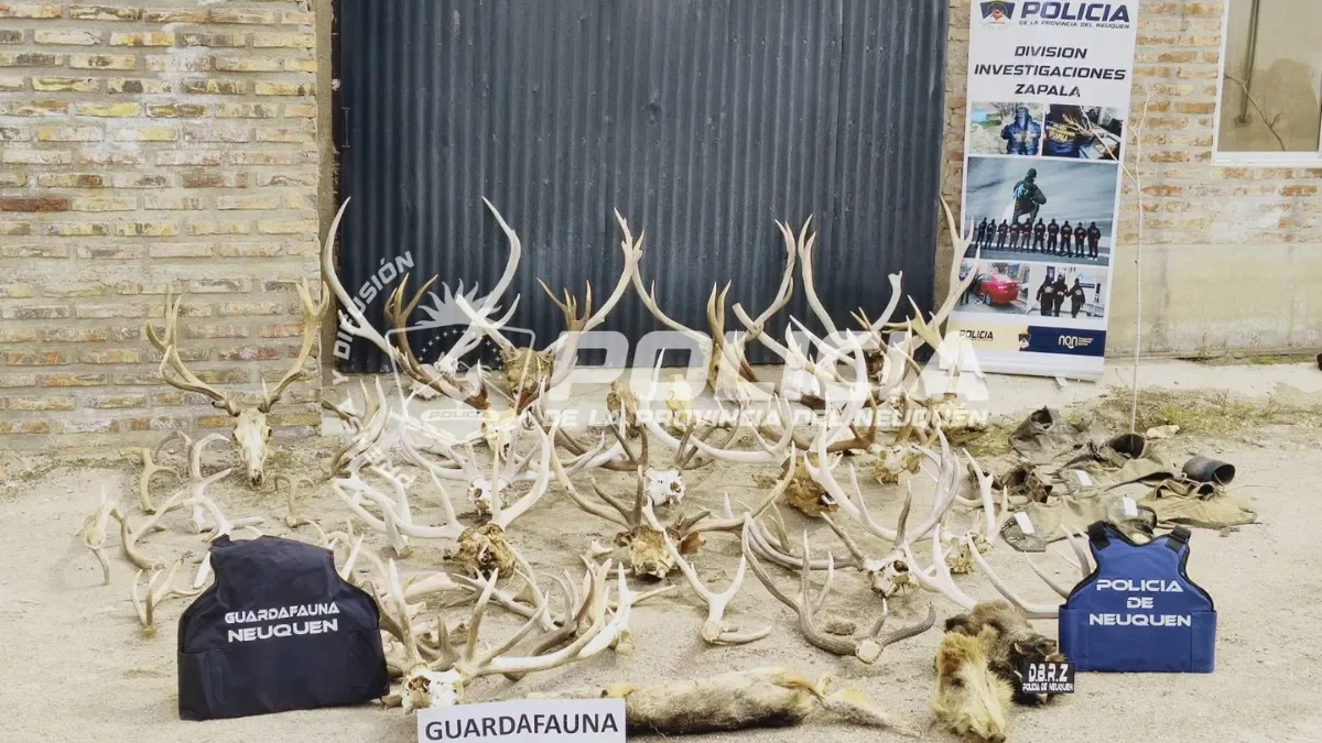 Operativo en Zapala: incautan armas y trofeos de fauna en un allanamiento