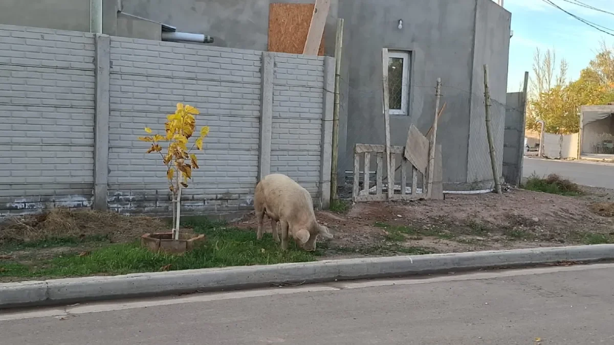 Paseo de la Costa enfrenta problemas con criaderos de chanchos: buscan reubicación urgente