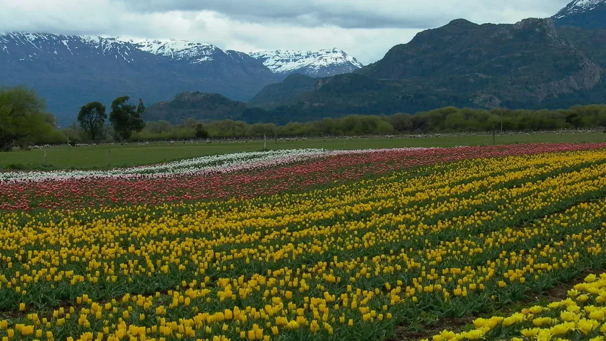 Patagonia impulsa la diversificación económica a través del cultivo de tulipanes