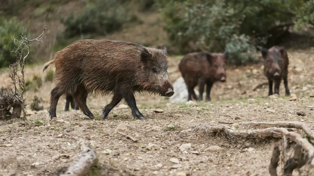 Plan interinstitucional solicitado para abordar la proliferación de jabalíes en Bariloche