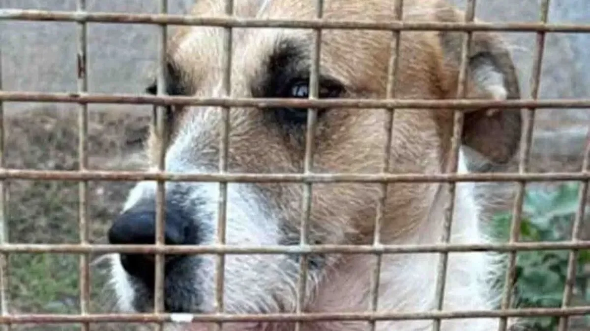 Polémica en Chubut por el ataque de un perro que dejó una niña fallecida