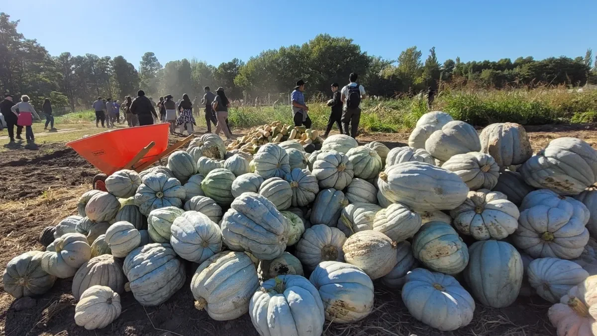 Producción solidaria en Agrarias: 12.000 kilos de zapallo para comedores universitarios