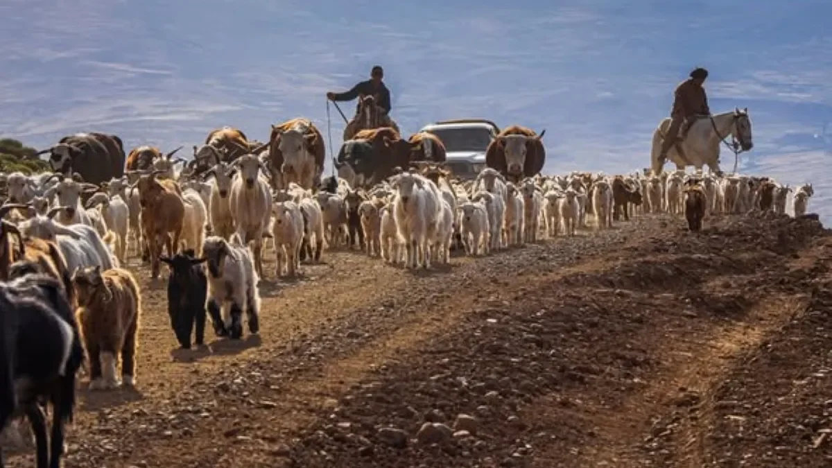 Productores de Neuquén deben trasladar ganado anticipadamente por escasez de pasto
