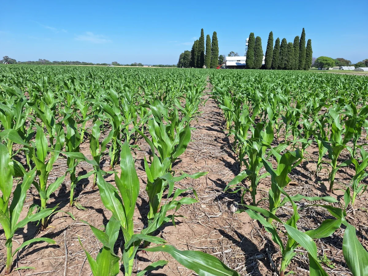 Profertil planea inversión millonaria en fertilizantes para potenciar producción local