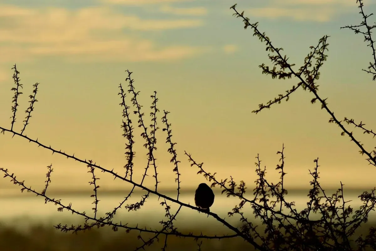 Pronóstico de clima: jornada soleada y temperaturas bajas para Neuquén y Río Negro